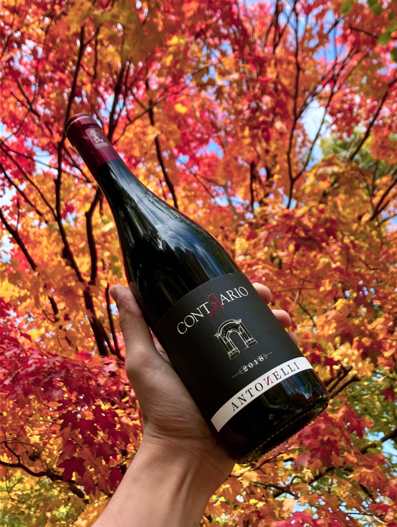 Online Natural Wine Shop Chicago Printers Row Wine Online